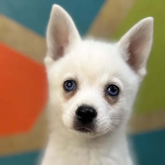 Male Alaskan Klee Kai Puppy for Sale in Rogers, AR