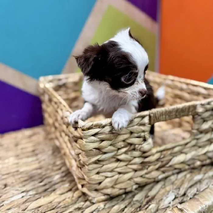 Female Chihuahua Puppy for Sale in Rogers, AR