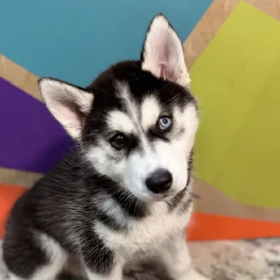 Female Siberian Husky Puppy for Sale in Rogers, AR