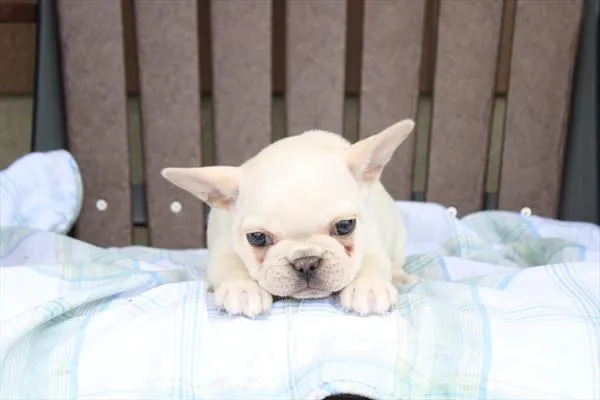 Female French Bulldog puppy for sale at Petland Joplin.