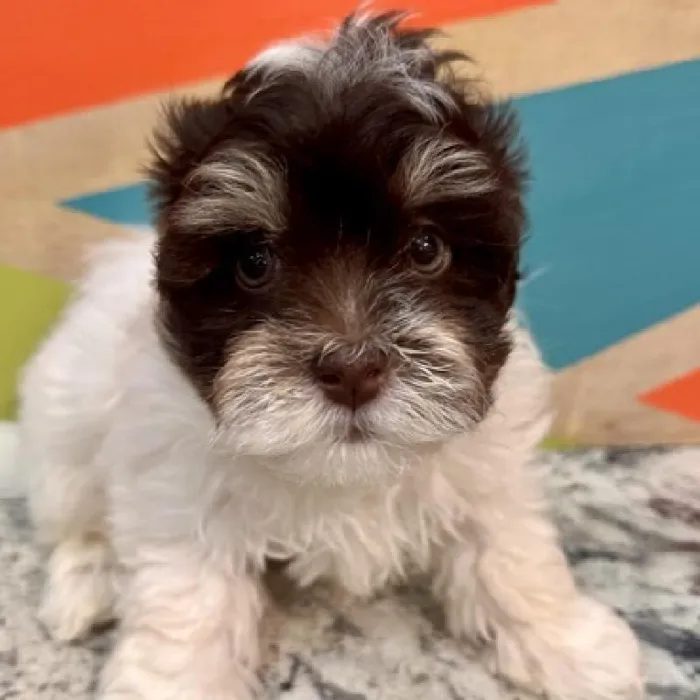 Male Havanese Puppy for Sale in Joplin, MO