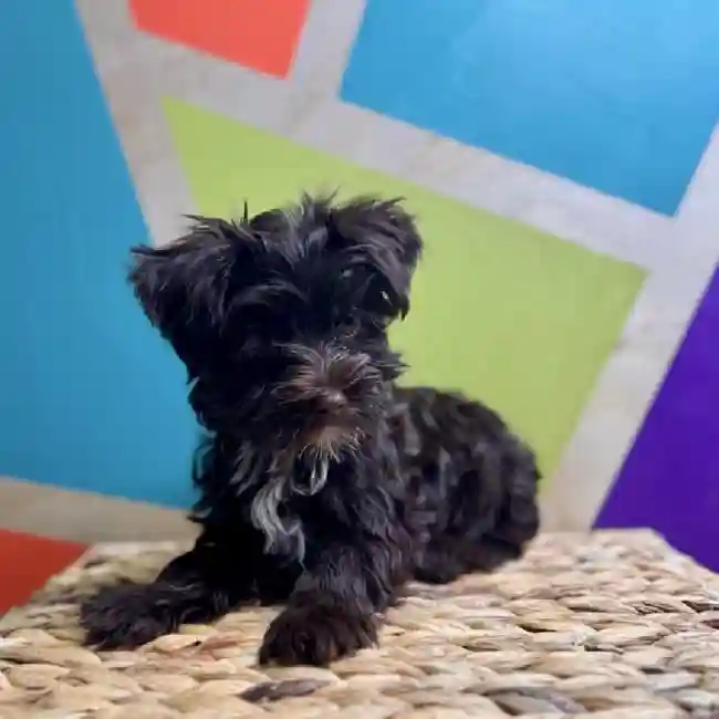 Male Yorkie Puppy for Sale in Rogers, AR