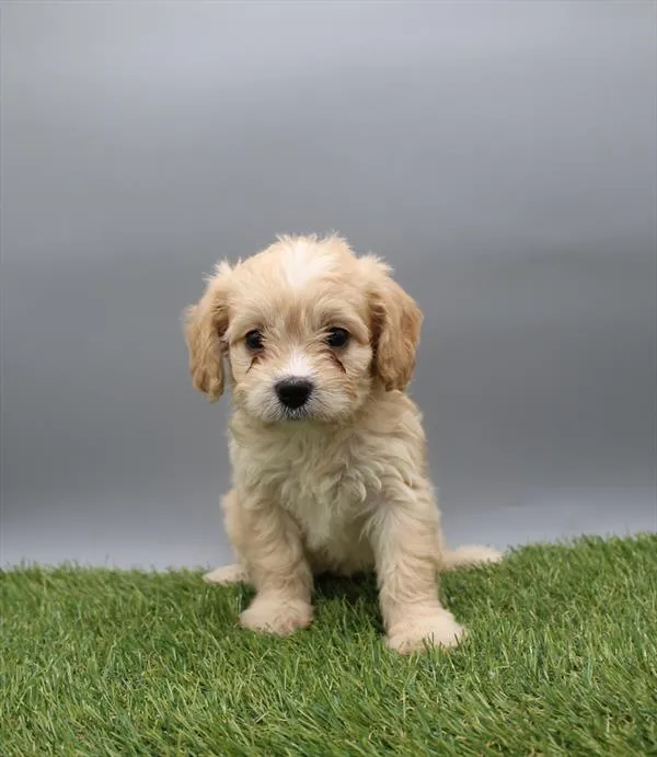 Female Cavachon puppy named Connie for sale at Petland Joplin.