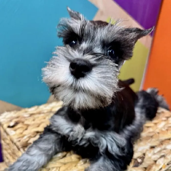 Female Mini Schnauzer Puppy for Sale in Rogers, AR