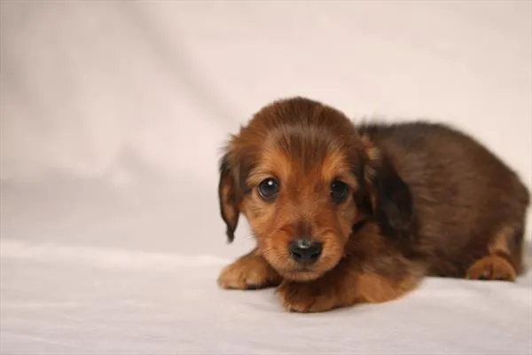 Male Dachshund puppy for sale at Petland Joplin.