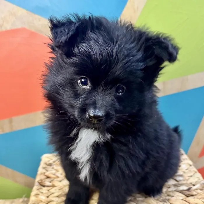 Male Pomeranian Puppy for Sale in Rogers, AR