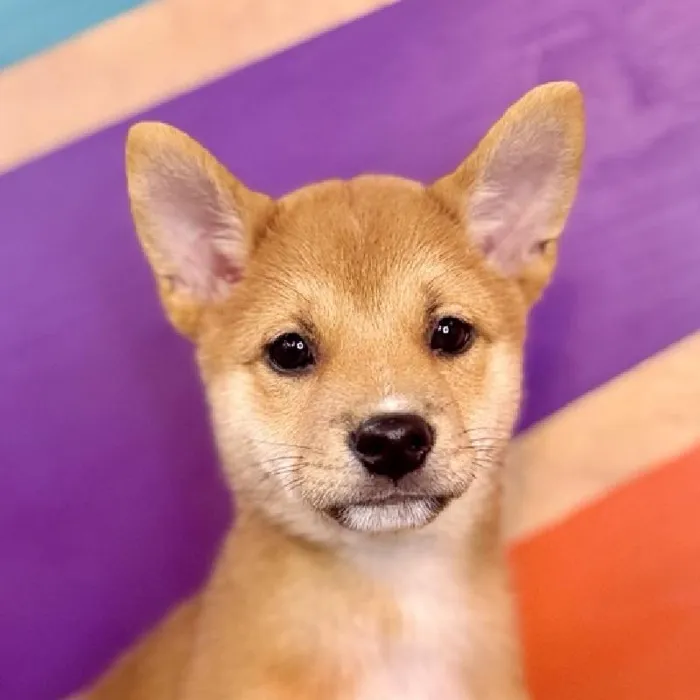 Male Shiba Inu puppy named Sesame for sale at Petland Fayetteville.