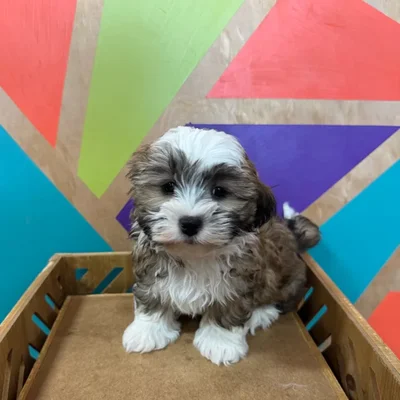 Male Shipoo puppy for sale at Petland Joplin.