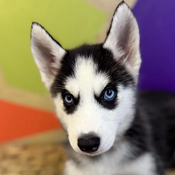 Female Siberian Husky Puppy for Sale in Rogers, AR