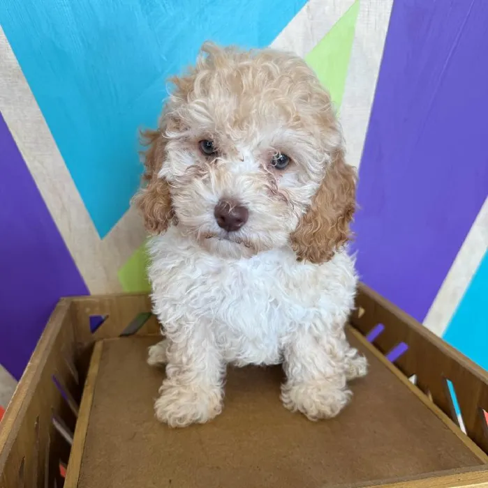 Male Cockapoo Puppy for Sale in Rogers, AR