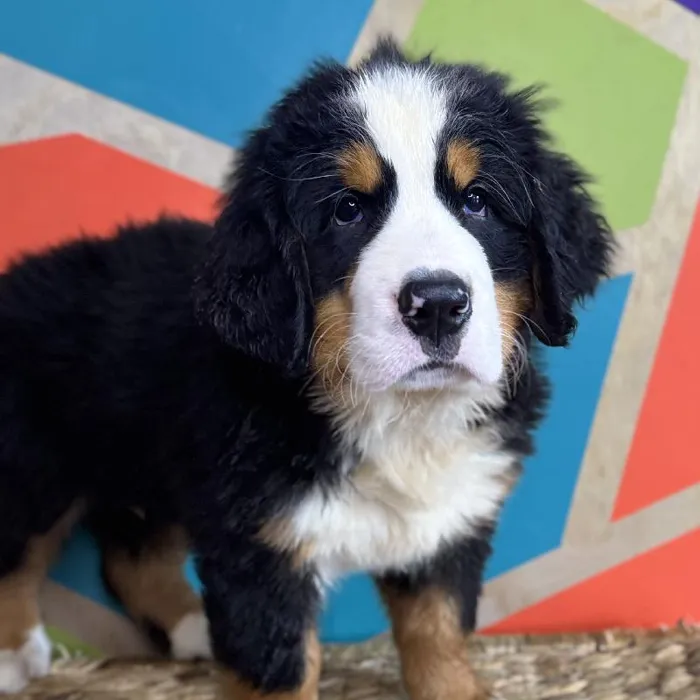 Male Bernese Mountain Dog Puppy for Sale in Rogers, AR