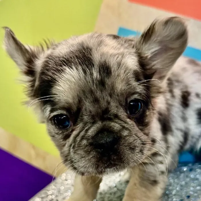 Female French Bulldog Puppy for Sale in Rogers, AR