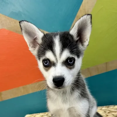 Male Alaskan Klee Kai Puppy for Sale in Rogers, AR