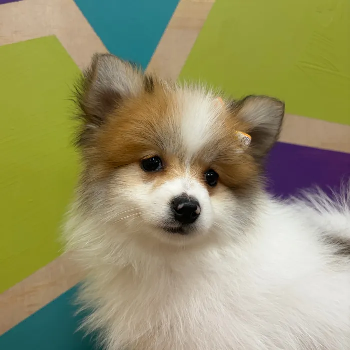 Female Pomeranian puppy named Patty for sale at Petland Wichita West.
