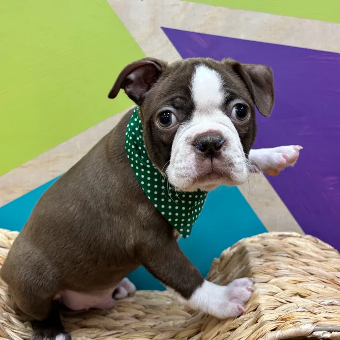 Male Boston Terrier puppy named Thomas for sale at Petland Wichita West.