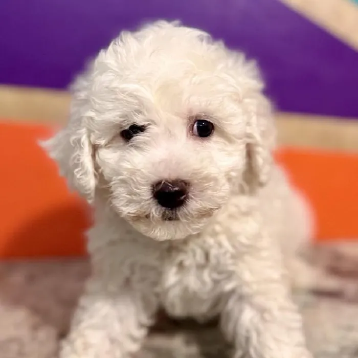 Male Bichon Puppy for Sale in Rogers, AR