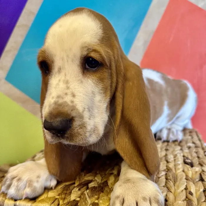 Male Basset Hound Puppy for Sale in Rogers, AR