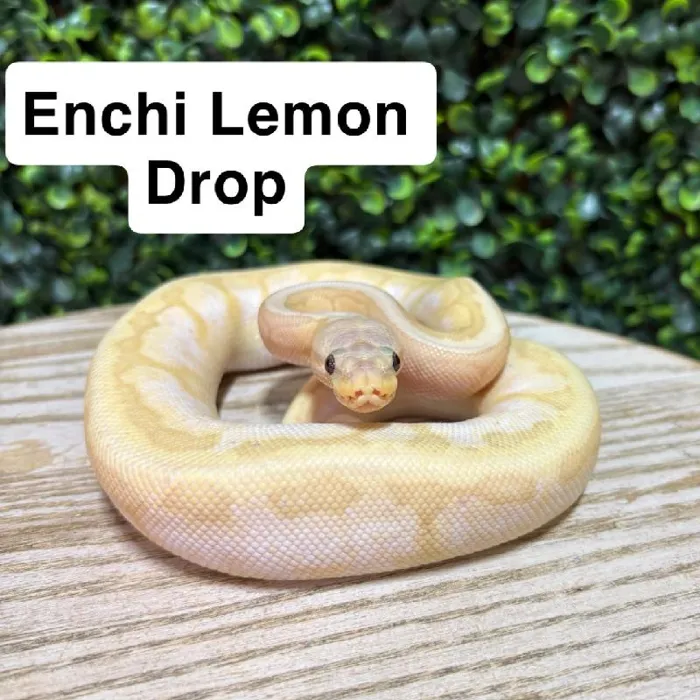 Male Ball Python reptile for sale at Petland Joplin.