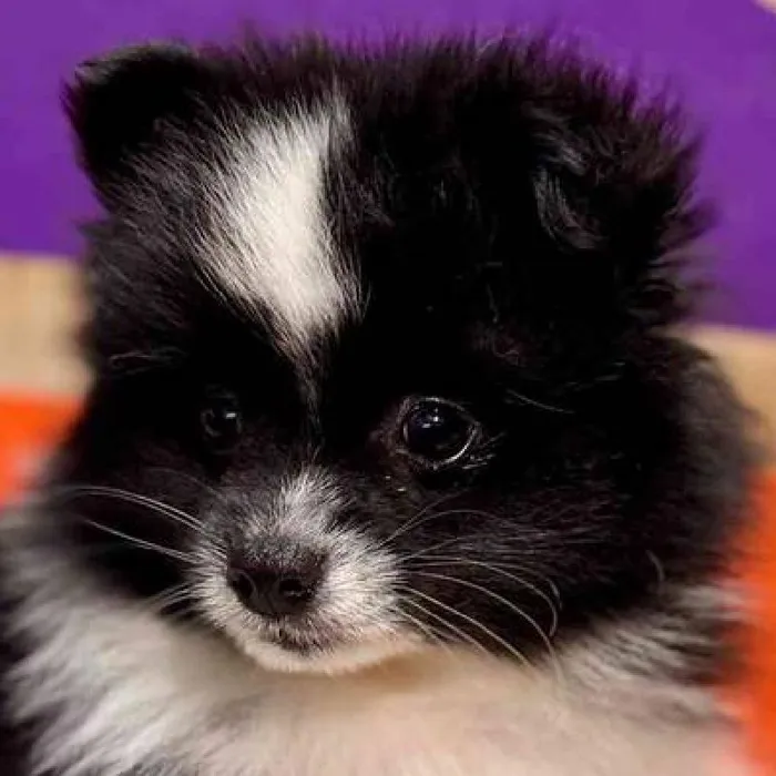 Female Pomeranian puppy named Martha Washington for sale at Petland Fayetteville.