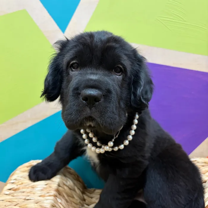 Female Mini Hippo puppy named Ebony for sale at Petland Wichita West.