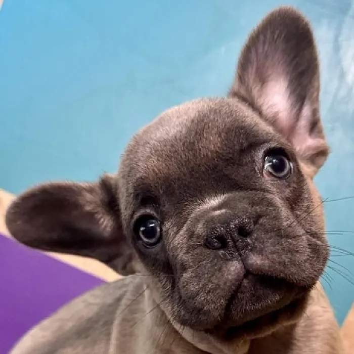 Male French Bulldog Puppy for Sale in Rogers, AR