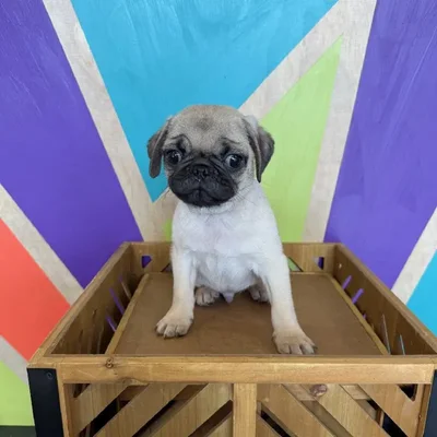 Male Pug Puppy for Sale in Rogers, AR