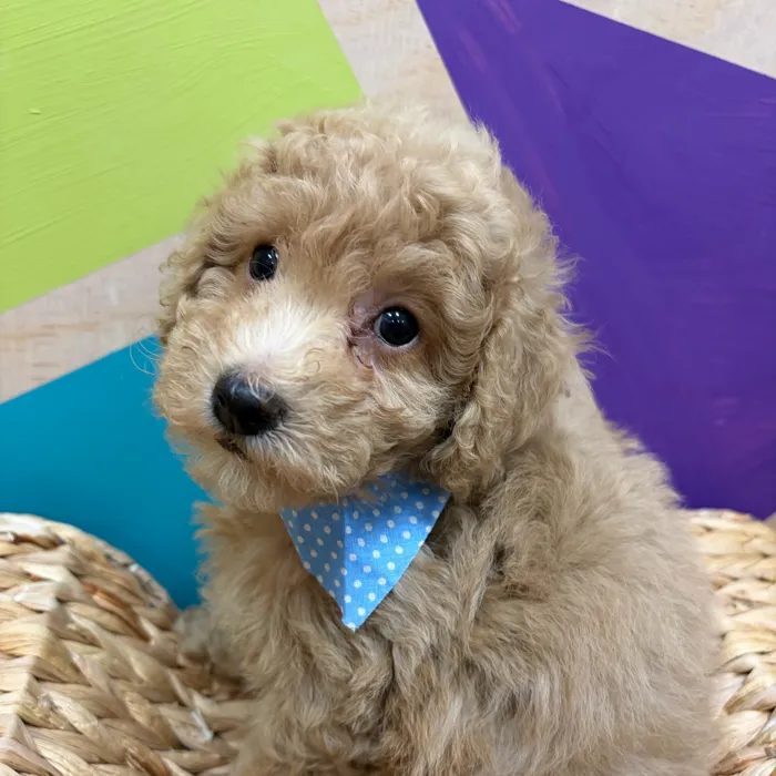 Male Mini Poodle puppy named Cirrus for sale at Petland Wichita West.
