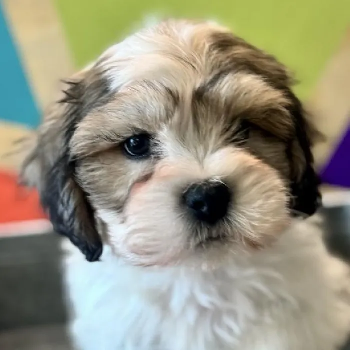 Male Teddy Bear Puppy for Sale in Rogers, AR