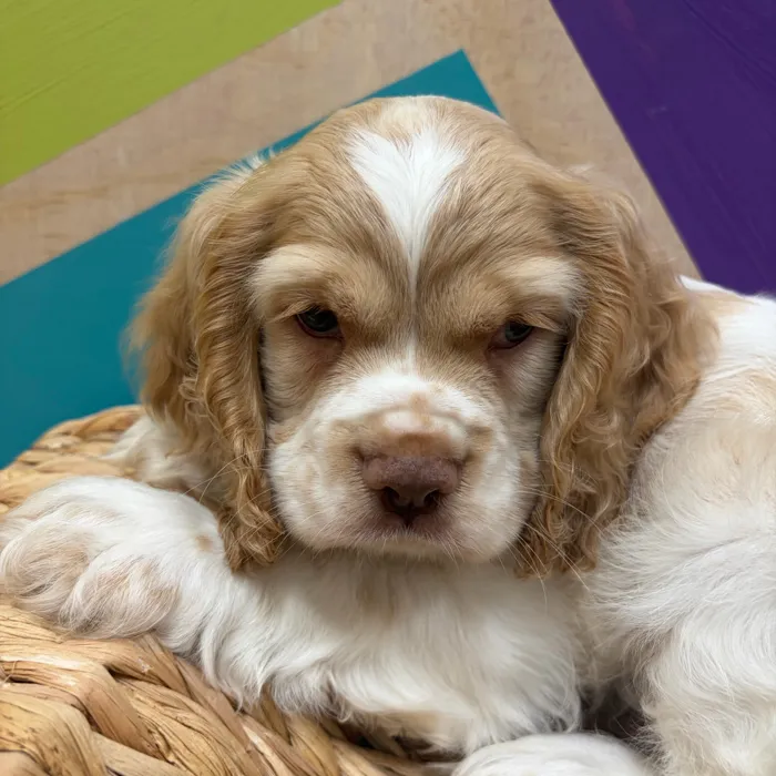 Male Cocker Spaniel puppy named Charlie for sale at Petland Wichita West.