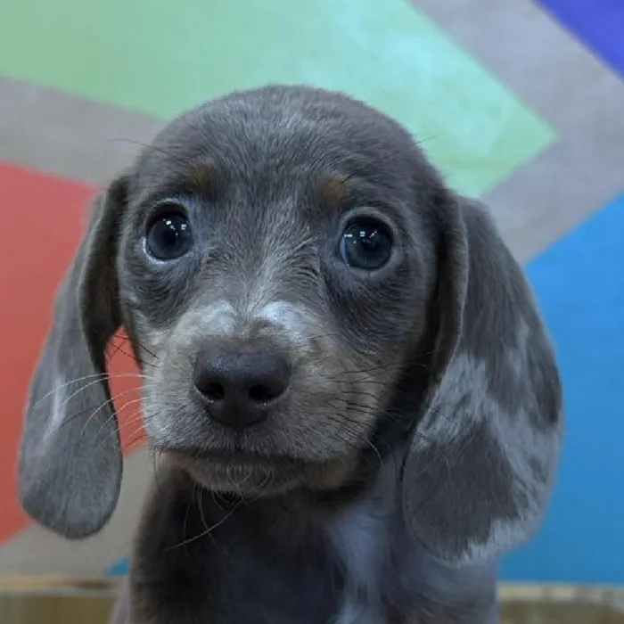 Male Dachshund puppy named J J for sale at Petland Rogers.