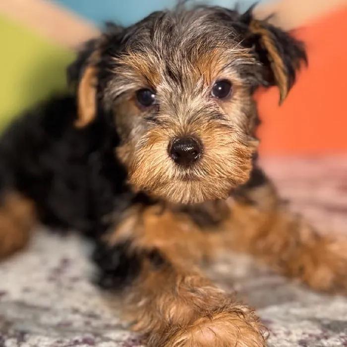 Male Yorkie Puppy for Sale in Rogers, AR