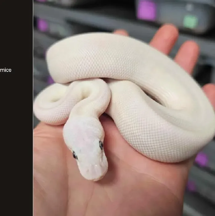 Female Ball Python reptile for sale at Petland Joplin.