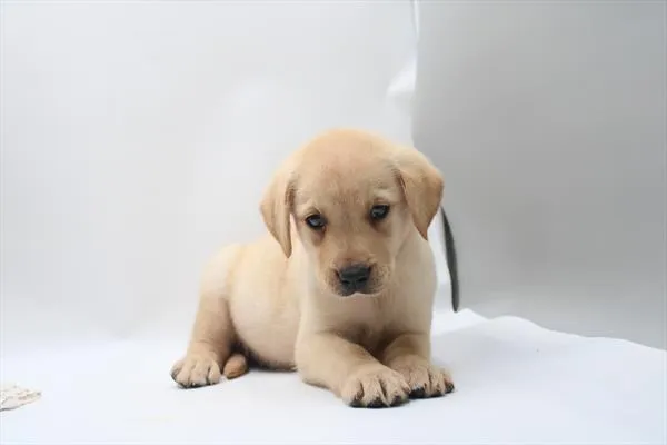 Male Labrador Retriever puppy named Larry for sale at Petland Rogers.