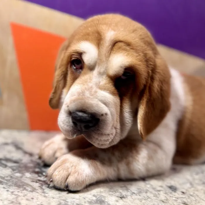 Male Walrus puppy named Wally for sale at Petland Rogers.
