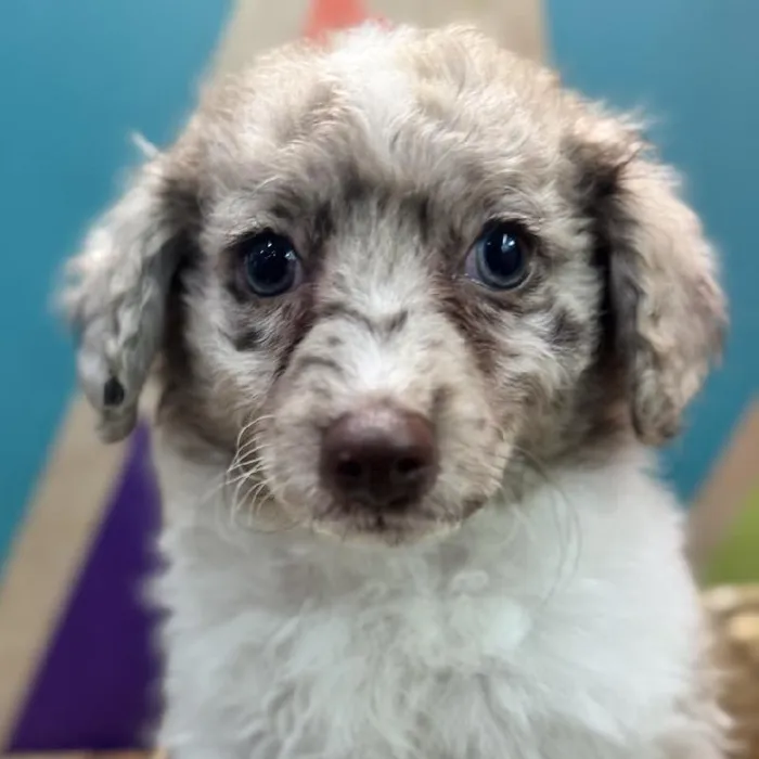 Male Pom-A-Poo Puppy for Sale in Rogers, AR