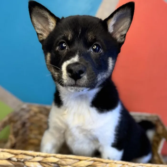 Male Shiba Inu Puppy for Sale in Rogers, AR