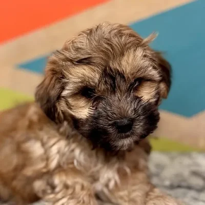 Male Morkie Puppy for Sale in Joplin, MO