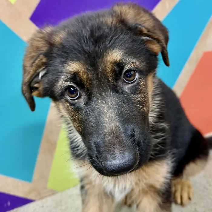 Male German Shepherd puppy named Champ for sale at Petland Joplin.