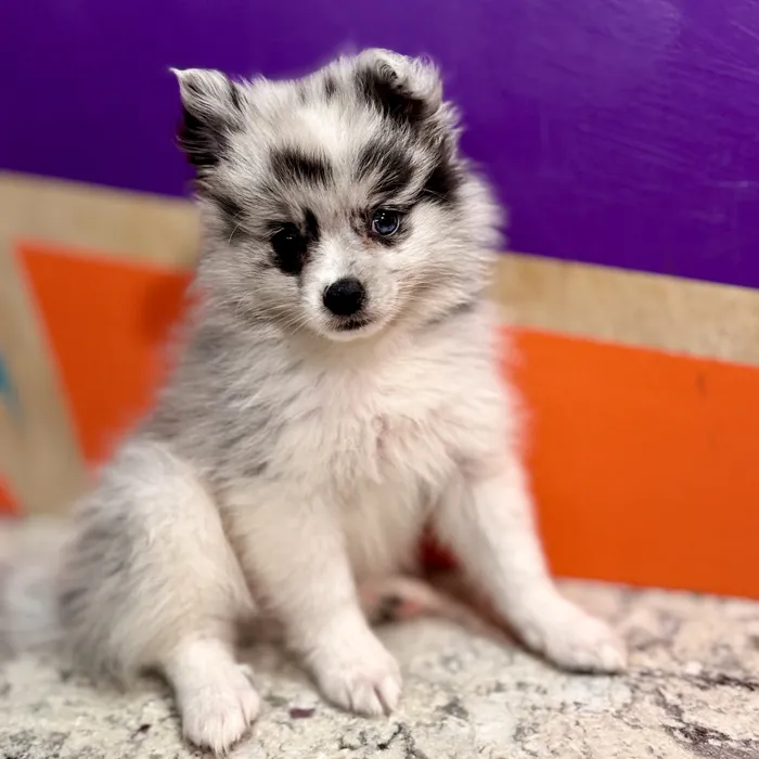 Female Pomeranian puppy for sale at Petland Rogers.