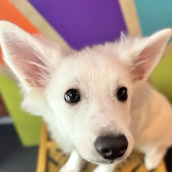 Male American Eskimo Puppy for Sale in Rogers, AR