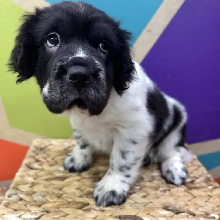 Male Mini Hippo Puppy for Sale in Rogers, AR