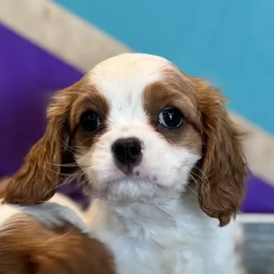 Female Cavalier King Charles Spaniel Puppy for Sale in Rogers, AR