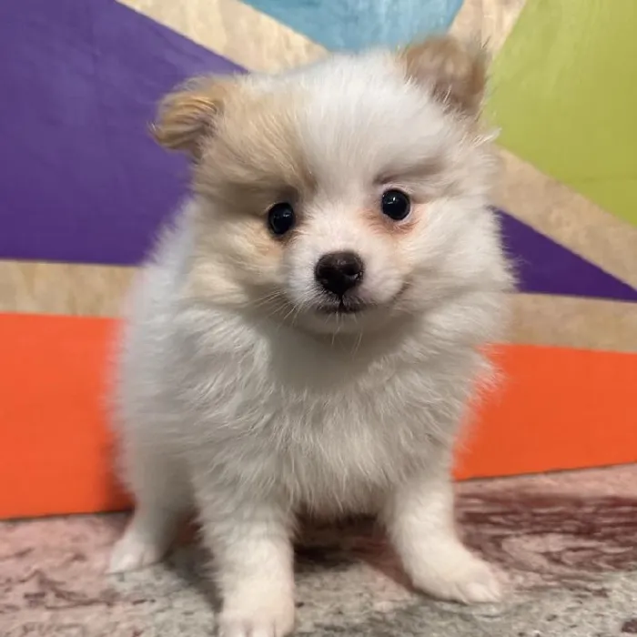 Female Pomeranian Puppy for Sale in Rogers, AR