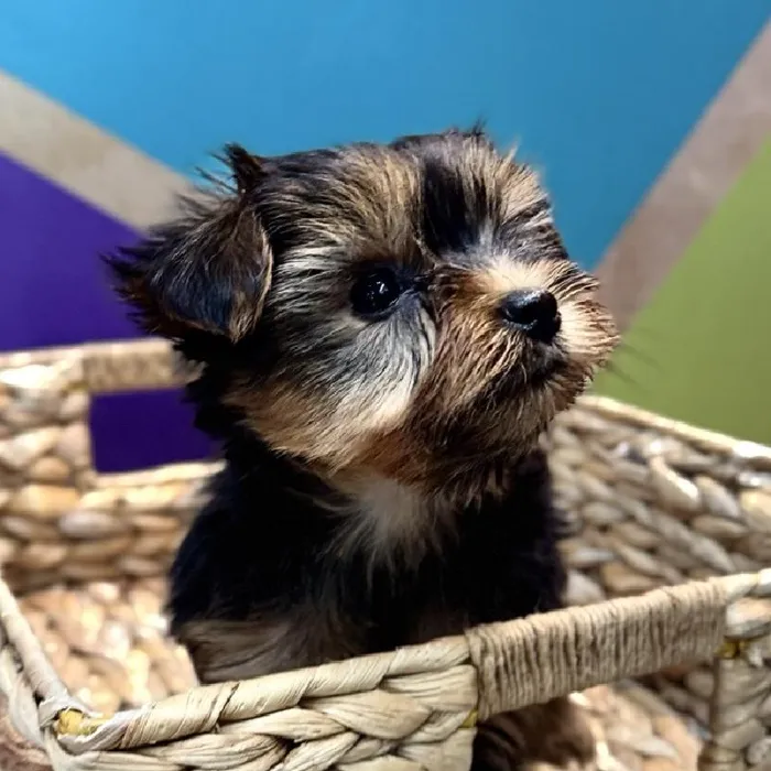 Female Yorkie Puppy for Sale in Rogers, AR