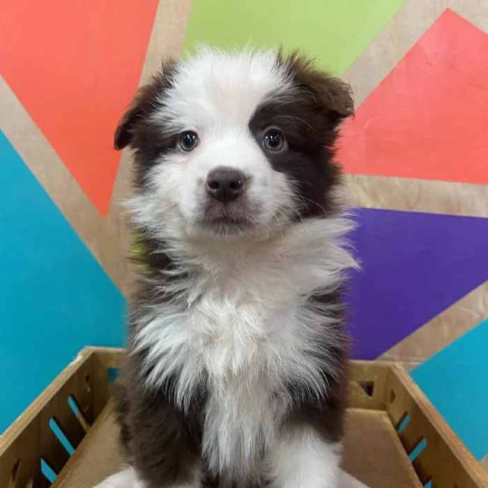 Female Mini Aussie Puppy for Sale in Joplin, MO