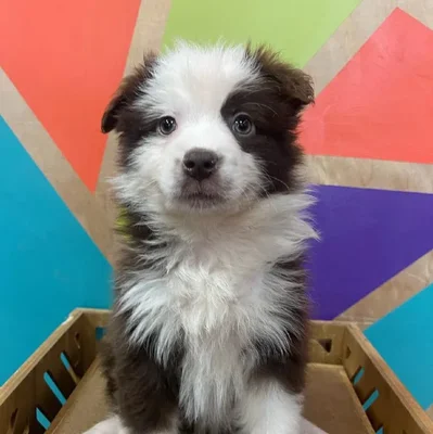 Female Mini Aussie Puppy for Sale in Joplin, MO