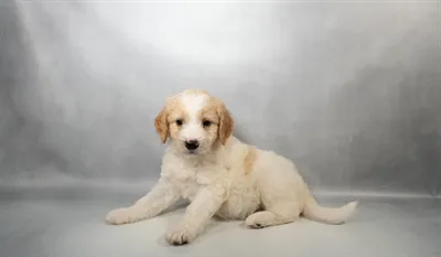 Male F1B Mini Goldendoodle puppy for sale at Petland Joplin.