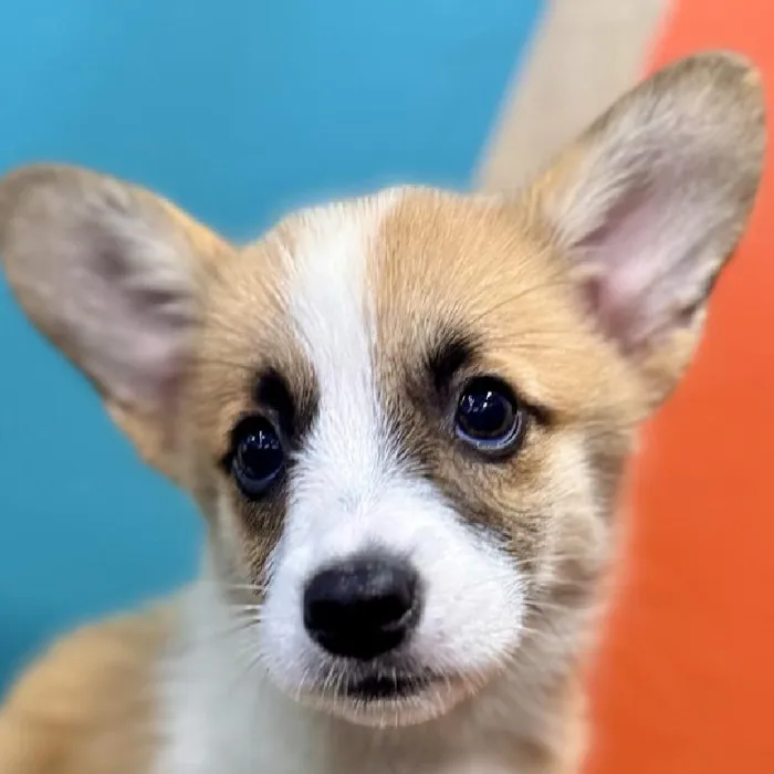 Female Pembroke Welsh Corgi puppy named Carla for sale at Petland Rogers.