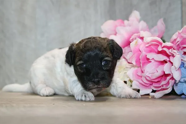 Female Daisy Dog puppy named Olene for sale at Petland Wichita West.