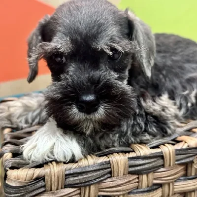 Male Mini Schnauzer Puppy for Sale in Rogers, AR
